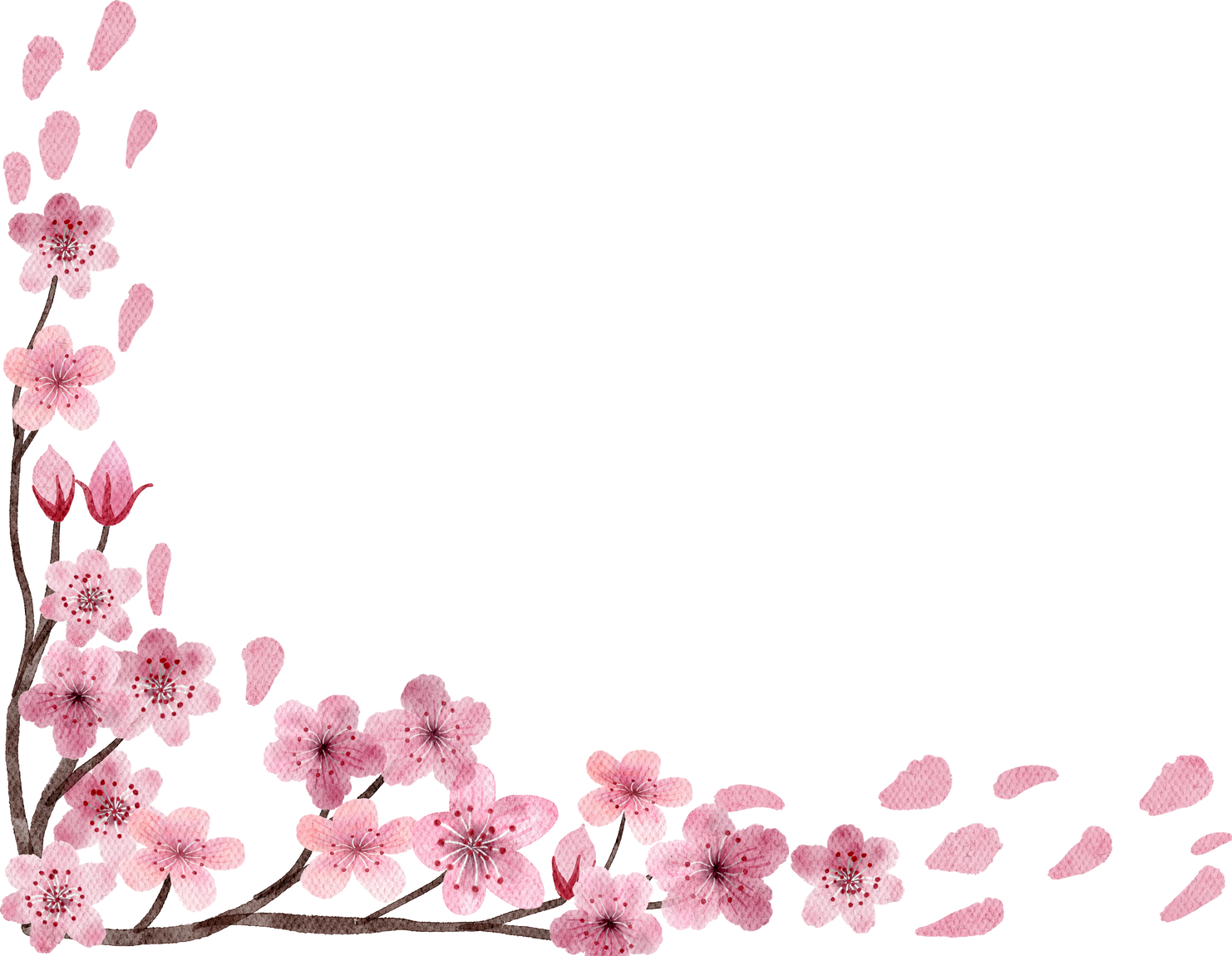 Cherry blossoms watercolor painted