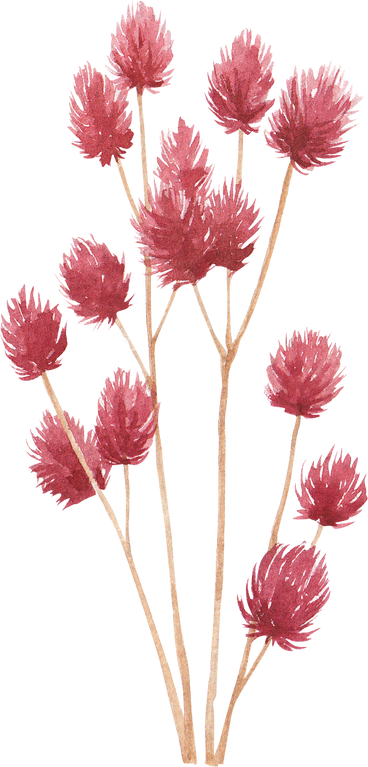Pink Flower  Illustration