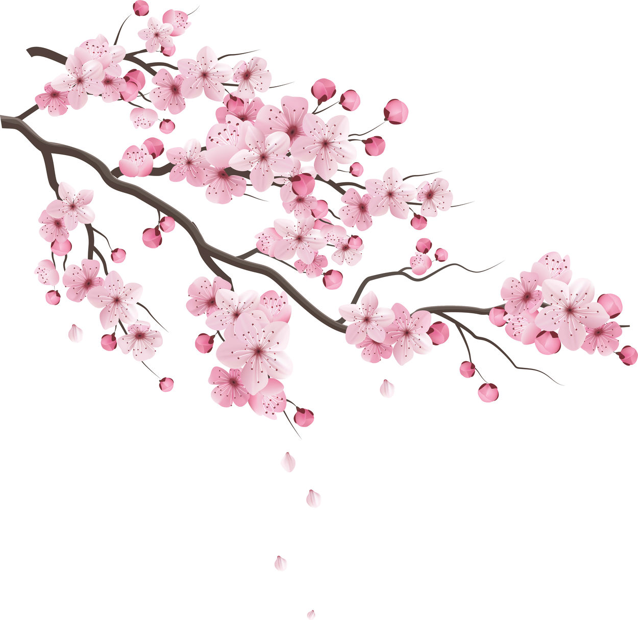 anh đào Cherry Blossoms 