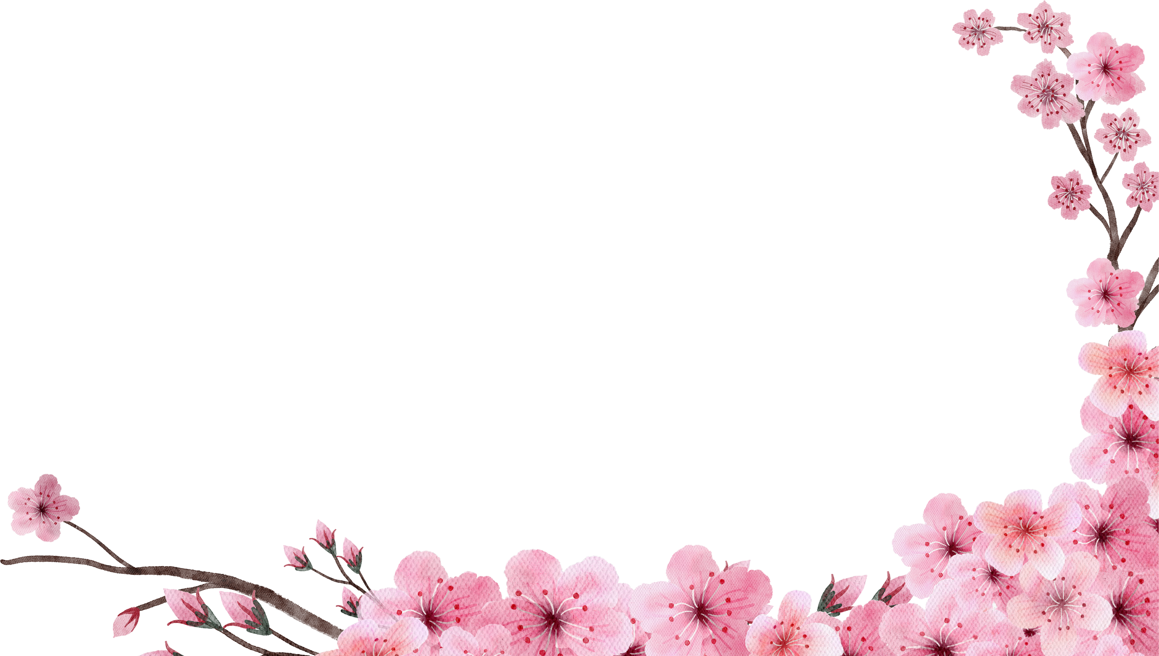 Cherry blossoms watercolor painted